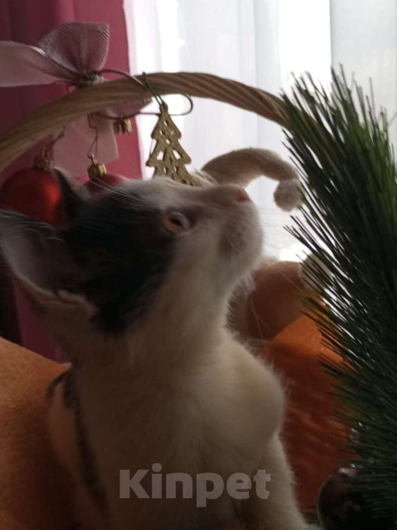 Кошки в других городах Московской области: Малыш Руни в добрые руки Мальчик, Бесплатно - фото 6