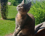 Кошки в Шатуре: Кошечка в добрые руки Девочка, Бесплатно - фото 1