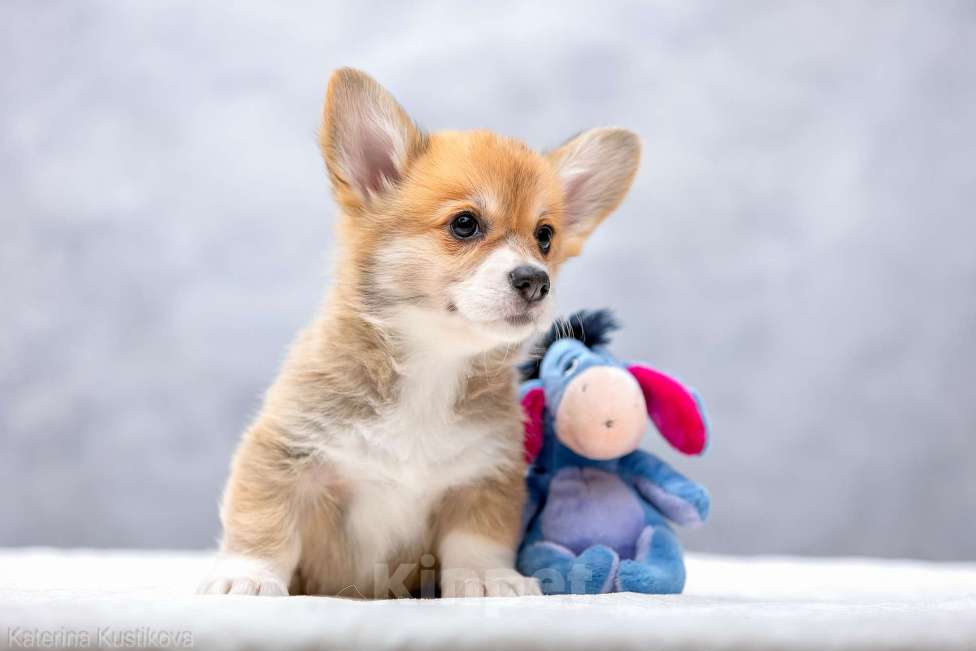 Собаки в Москве: Щенки вельш корги пемброк Девочка, 55 000 руб. - фото 3