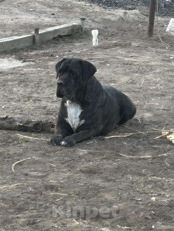 Собаки в Астрахани: Продаю Чистокровных Щенков Кане-Корсо Девочка, 20 000 руб. - фото 2