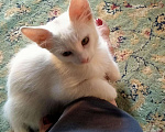 Кошки в Заречном: Котята белые, 100 руб. - фото 1