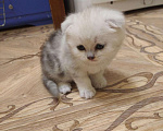 Кошки в Собинке: Вислоухая красотулька., 5 500 руб. - фото 3