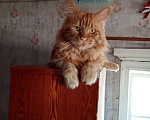 Кошки в Мур: Мейнкун, 15 000 руб. - фото 1