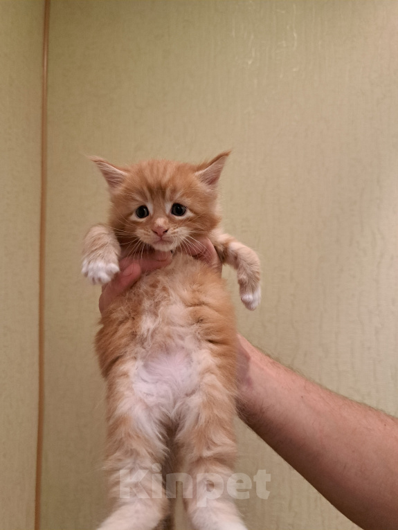 Кошки в Брянске: Котенок мейн-кун Мальчик, 8 000 руб. - фото 2
