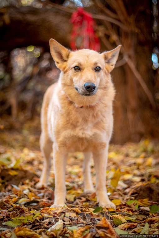 Собаки в Москве: Таша - смелая и нежная малышка из приюта в добрые руки Девочка, Бесплатно - фото 4
