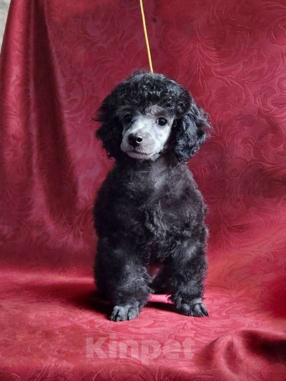 Собаки в Екатеринбурге: Щенки миниатюрного пуделя, серебристого окраса. Мальчик, Бесплатно - фото 1