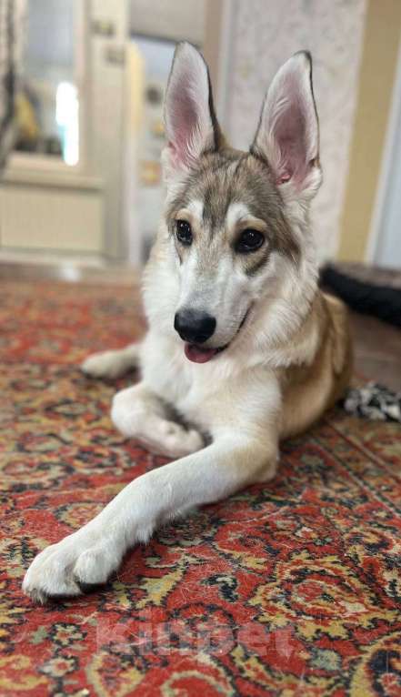 Собаки в других городах Московской области: Анри якутенок в добрые руки Мальчик, Бесплатно - фото 5