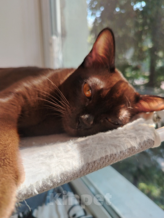 Кошки в Липецке: Бурманский котик Мальчик, Бесплатно - фото 2