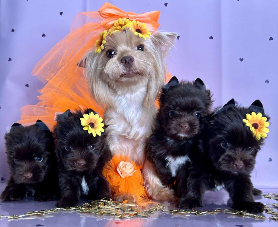 Собаки в Котельнике: Шоколадный Йорк мини мальчик  Мальчик, 80 000 руб. - фото 2