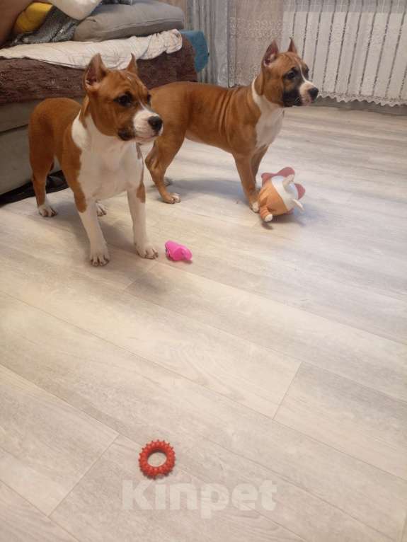 Собаки в Москве: Яркие красавцы амстаффа Девочка, 55 000 руб. - фото 1