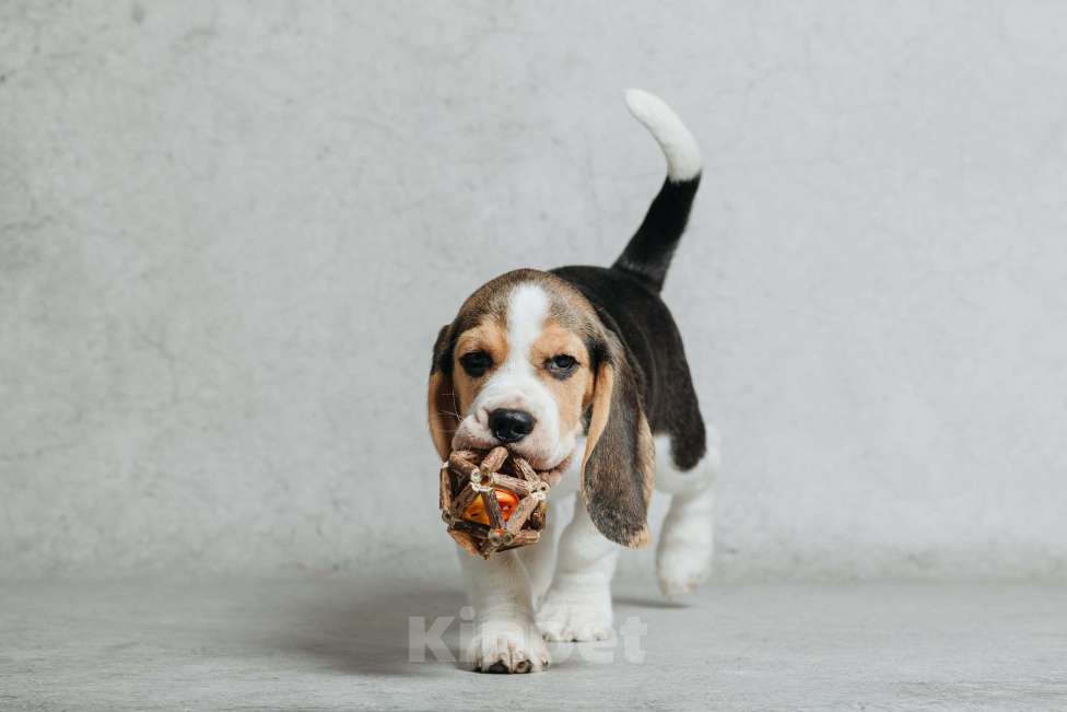 Собаки в Санкт-Петербурге: Высокопородный щенок бигля Мальчик, 80 000 руб. - фото 3