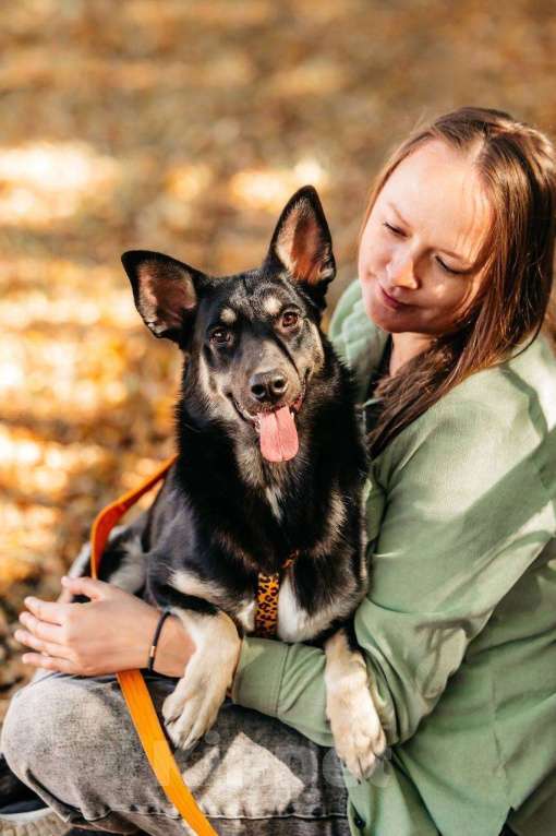Собаки в Москве: Нуара- девочка душа, очень ждёт свою семью! Девочка, Бесплатно - фото 4