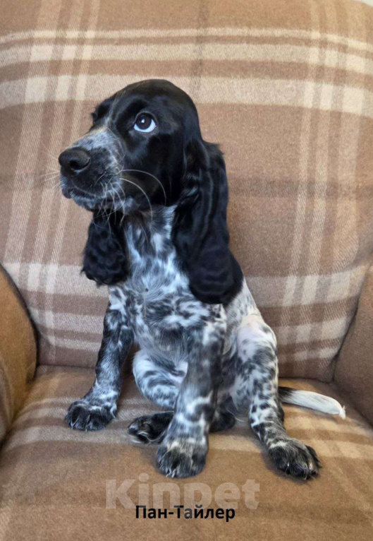 Собаки в Подольске: Щенок русского охотничьего спаниеля Мальчик, Бесплатно - фото 1