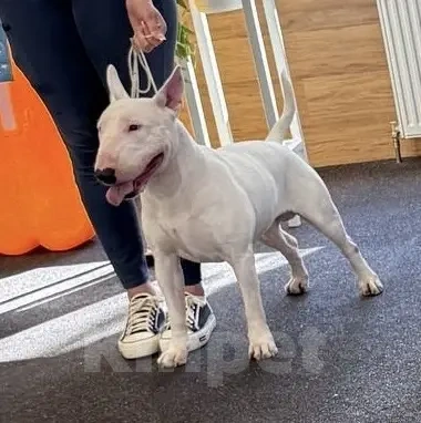 Собаки в Краснодаре: Предлагается кобель для вязки Мальчик, Бесплатно - фото 4