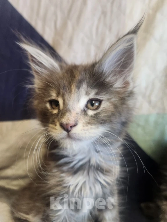 Кошки в Екатеринбурге: Продаются элитные котята Мейн-кун от домашних любимцев Девочка, 17 000 руб. - фото 6