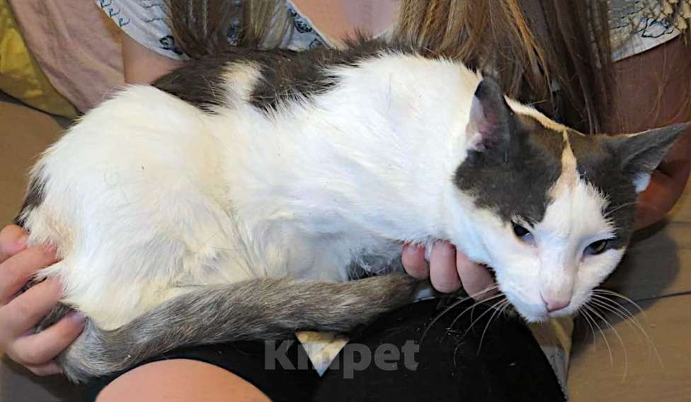 Кошки в Санкт-Петербурге: Зюфа ищет дом Девочка, Бесплатно - фото 3