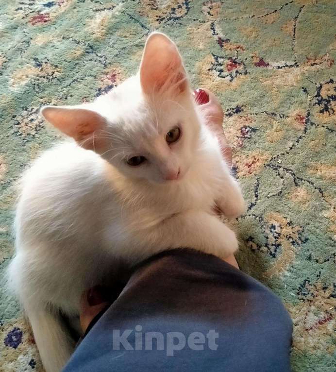 Кошки в Заречном: Котята белые, 100 руб. - фото 1