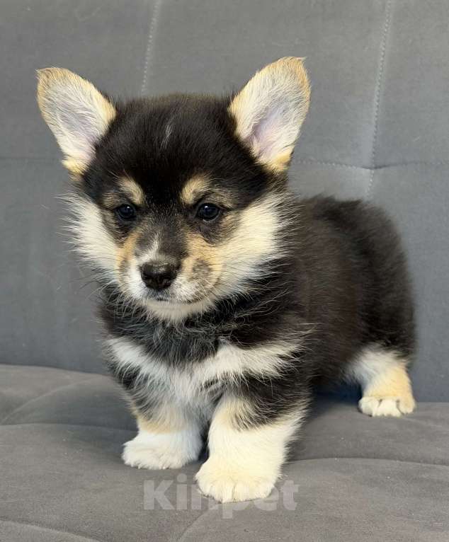 Собаки в Санкт-Петербурге: Мальчик вельш корги пемброк Мальчик, 50 000 руб. - фото 6