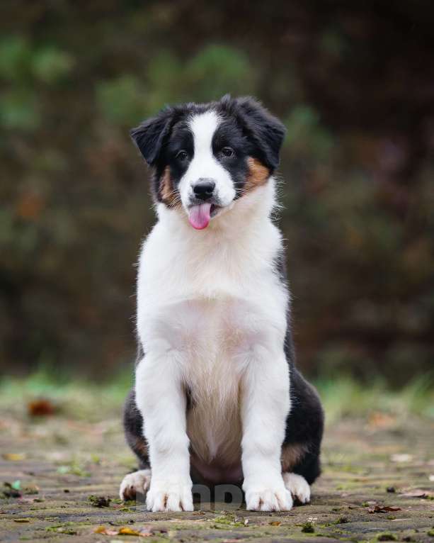 Собаки в Звенигороде: Щенки австралийской овчарки  Девочка, 50 000 руб. - фото 9