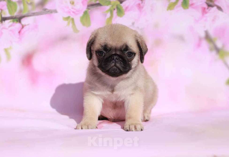 Собаки в Екатеринбурге: Мопс очаровательный мальчик Мальчик, 50 000 руб. - фото 2