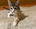 Кошки в Москве: Трехцветный котенок Таша 2,5мес Девочка, Бесплатно - фото 2