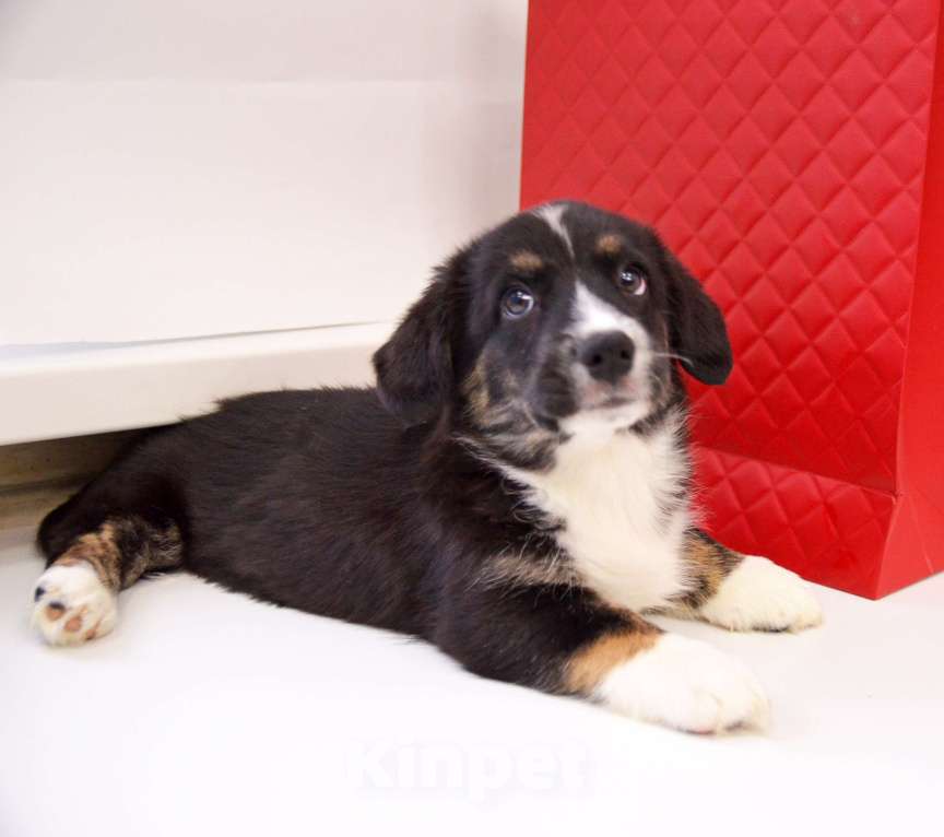 Собаки в Москве: Мэрлин Вельш-корги-кардиган  Девочка, 40 000 руб. - фото 4