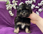 Собаки в Москве: Чёрный йорк мальчик стандарт Мальчик, 50 000 руб. - фото 1