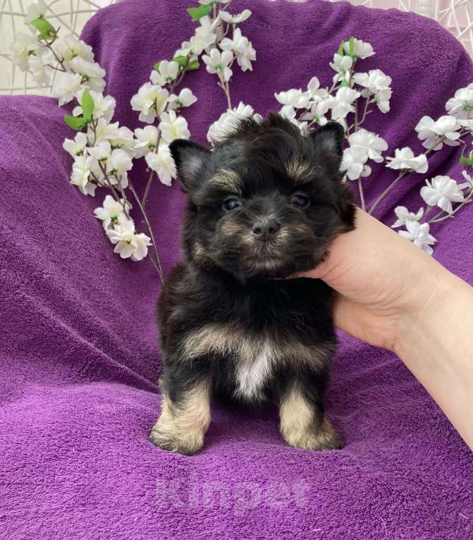 Собаки в Москве: Чёрный йорк мальчик стандарт Мальчик, 50 000 руб. - фото 1