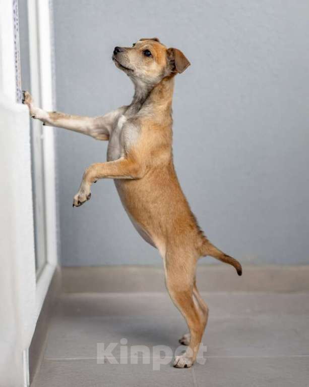 Собаки в Москве: Четверо чудесных щенков ищут дом. Девочка, Бесплатно - фото 2