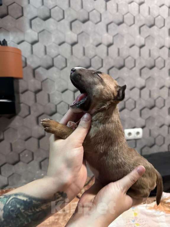 Собаки в Москве: Девочка миниатюрного бультерьера щенок Девочка, 45 000 руб. - фото 2