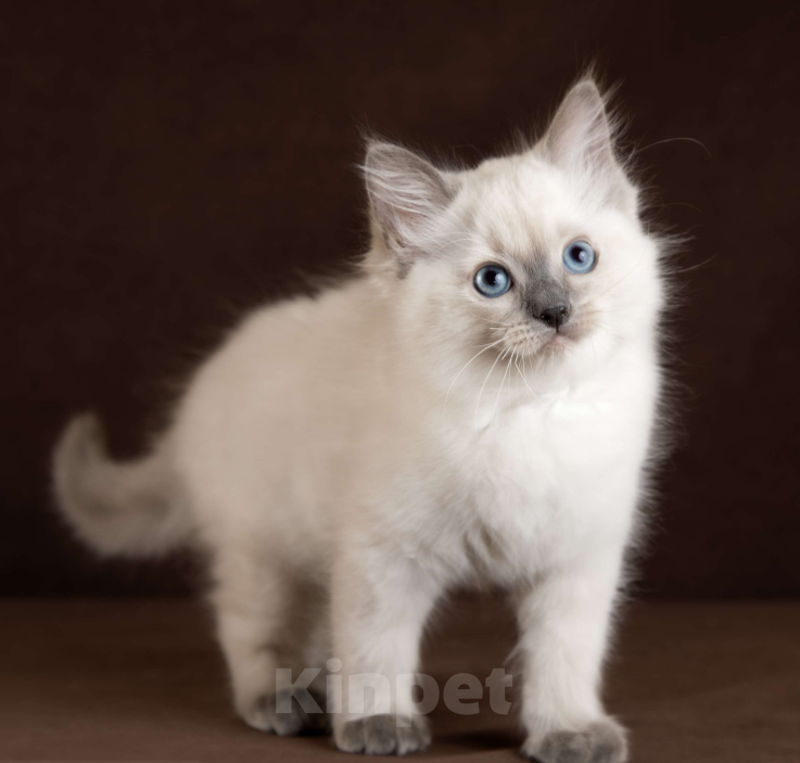 Кошки в Московском: Котята РЭГДОЛЛ Девочка, 130 000 руб. - фото 8