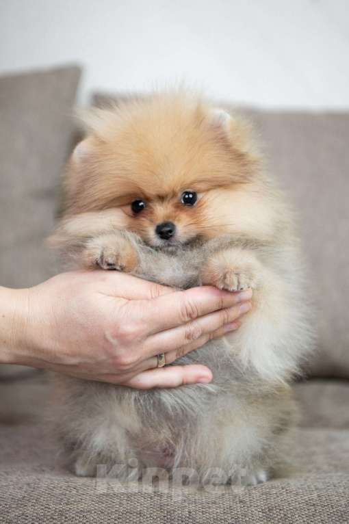 Собаки в Копейске: Померанский шпиц щенок Мальчик, 35 000 руб. - фото 3