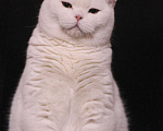 Кошки в Магнитогорске: Tommy Marshmallow  Мальчик, Бесплатно - фото 1