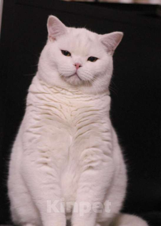 Кошки в Магнитогорске: Tommy Marshmallow  Мальчик, Бесплатно - фото 1