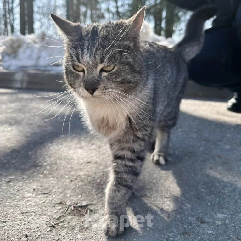 Кошки в Москве: Ласковому котику срочно нужен дом 🆘️ Мальчик, Бесплатно - фото 4