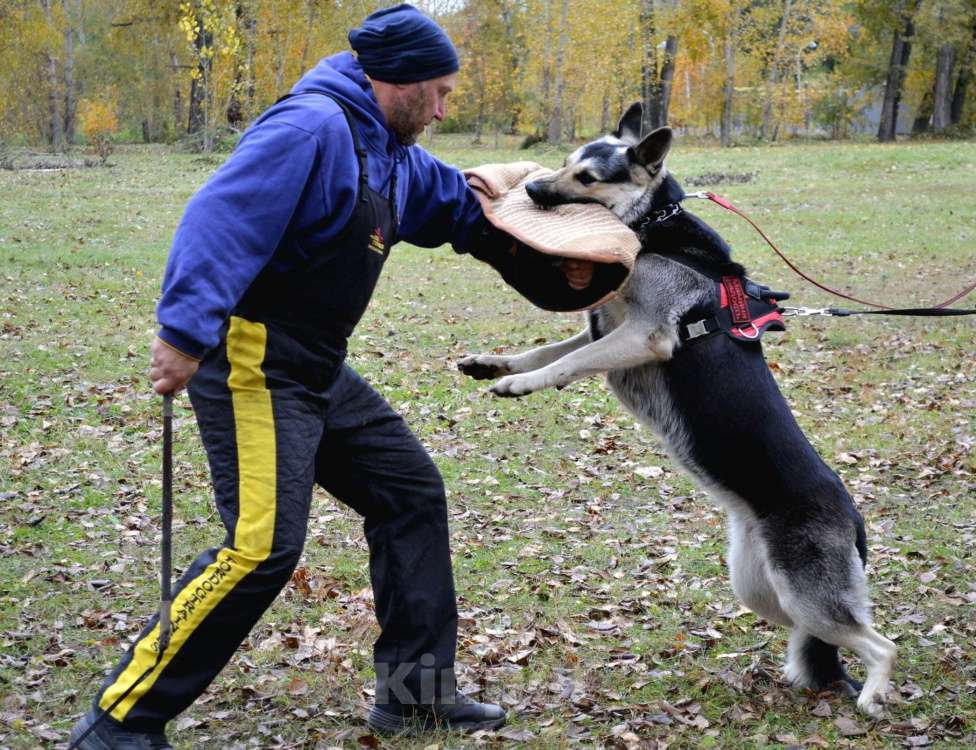 Собаки в Красноярске: Щенок ВЕО Нелли Голд Девочка, Бесплатно - фото 7
