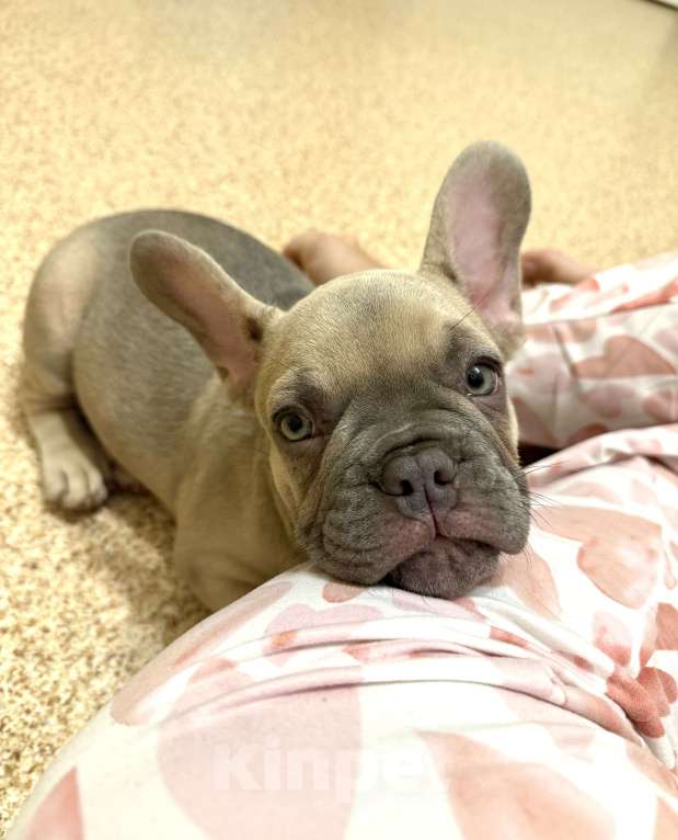 Собаки в Нижнем Новгороде: Французский бульдог щенок мальчик Мальчик, 50 000 руб. - фото 2