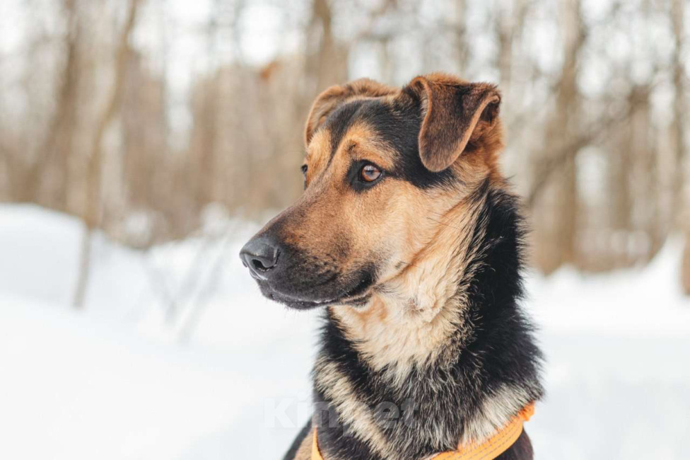 Собаки в Москве: Щенок в добрые руки Девочка, Бесплатно - фото 7