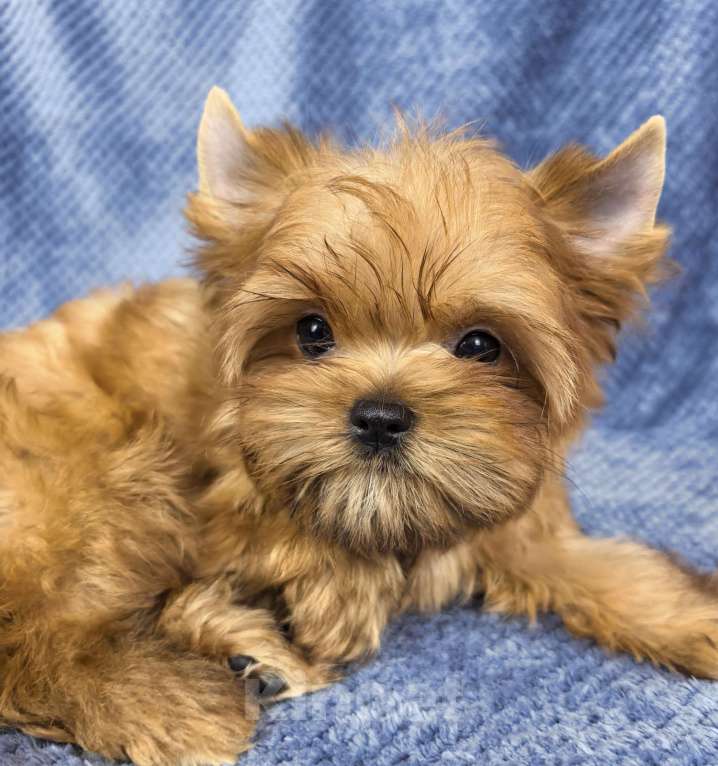 Собаки в Москве: Русская салонная собака Мальчик, 50 руб. - фото 2