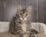 Кошки в Мурманске: Котятки Мейн-кун Девочка, 25 000 руб. - фото 3