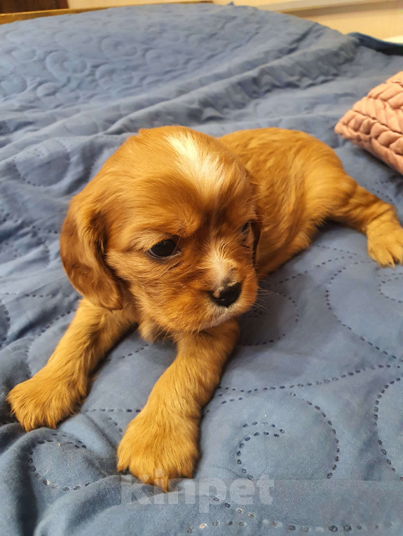 Собаки в других городах Московской области: Очаровательный щенок, ЭЛЛИС СОФИ САЛЮТ БЕЛОГОРЬЯ, девочка, цвет рубин, свободна для бронирования! Девочка, 80 000 руб. - фото 4