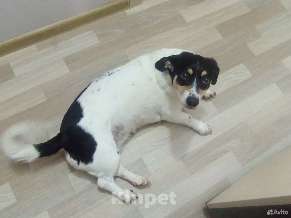 Собаки в Ханты-Мансийске: Джек-рассел-терьер, взрослая собака Девочка, Бесплатно - фото 1