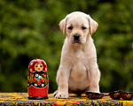 Собаки в Москве: Палевый щенок Лабрадора от родителей Чемпионов Девочка, Бесплатно - фото 5