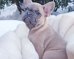Собаки в Москве: Девочка французский бульдог. Девочка, 60 000 руб. - фото 2