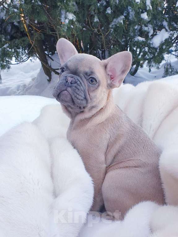 Собаки в Москве: Девочка французский бульдог. Девочка, 60 000 руб. - фото 2