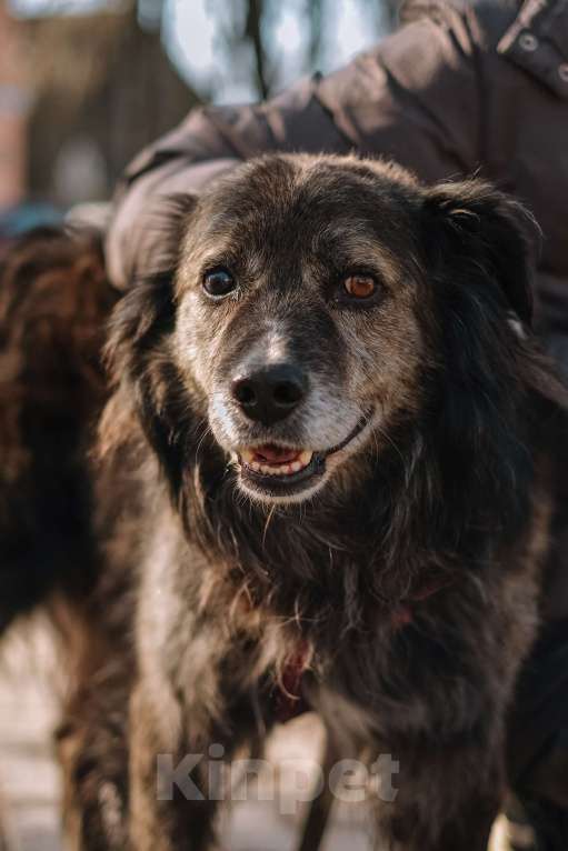 Собаки в Санкт-Петербурге: Карат из приюта в добрые руки Мальчик, Бесплатно - фото 3