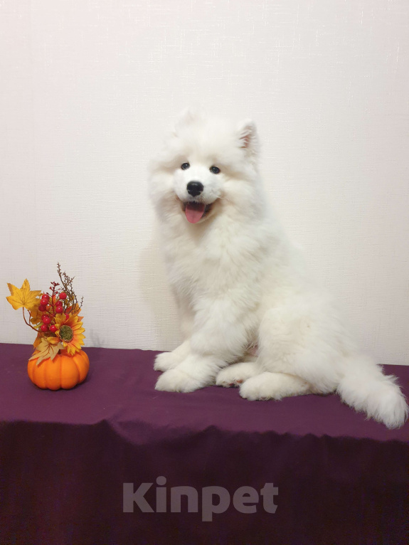 Собаки в Мичуринске: Щенок самоеда Мальчик, 70 000 руб. - фото 7