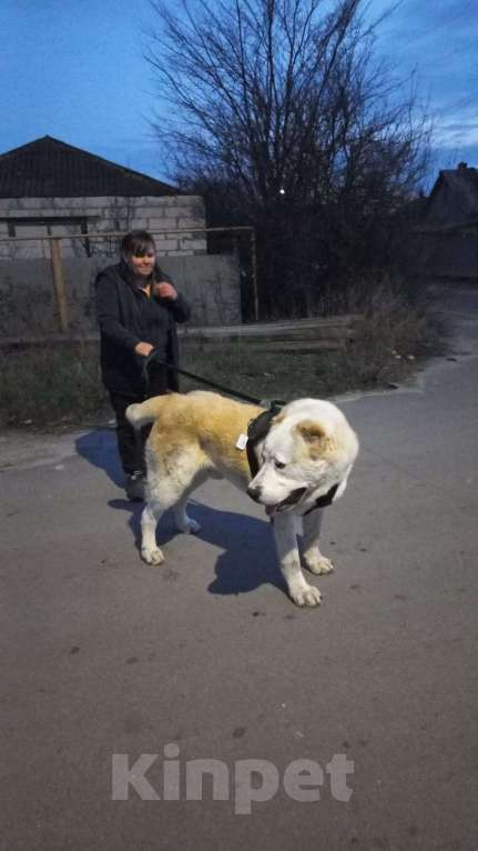 Собаки в Лиски: Щенки САО Мальчик, Бесплатно - фото 3