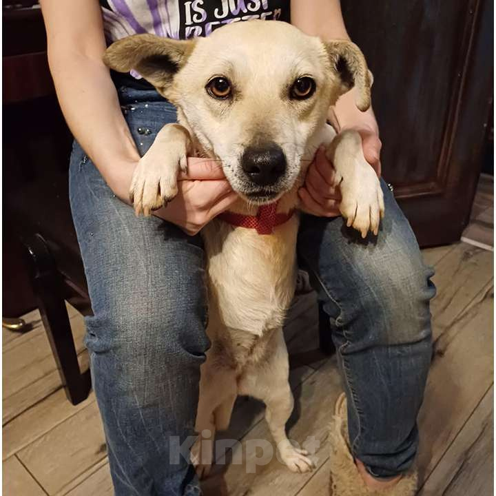 Собаки в Москве: Весёлая Горошинка ищет дом Девочка, 12 руб. - фото 3