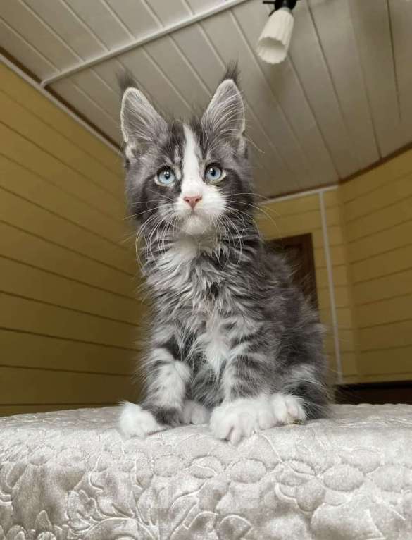 Кошки в других городах Московской области: Мейн-кун голубоглазый🔥🔥🔥 Мальчик, 180 000 руб. - фото 3